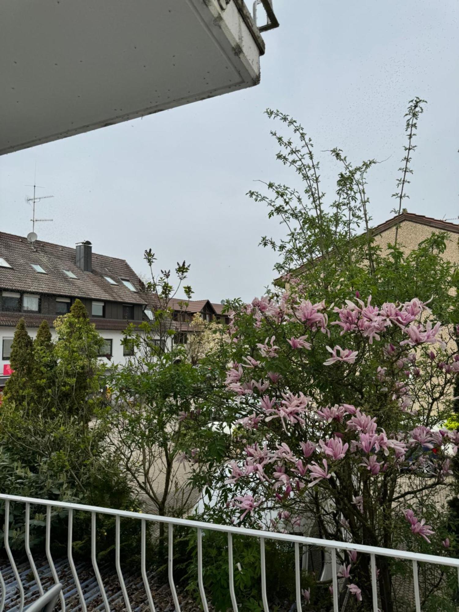 See-Hotel Seeschau - Direkt Am Bodenseeufer 라이헤나우 외부 사진